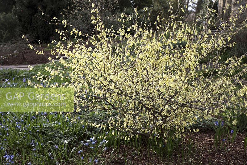 Corylopsis pauciflora ( Winter Hazel ) blooms in March and gives off a delicate Primelduft, Scilla ( blue star )