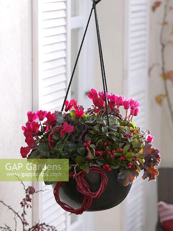 Hanging basket planted with Cyclamen and Gaultheria
