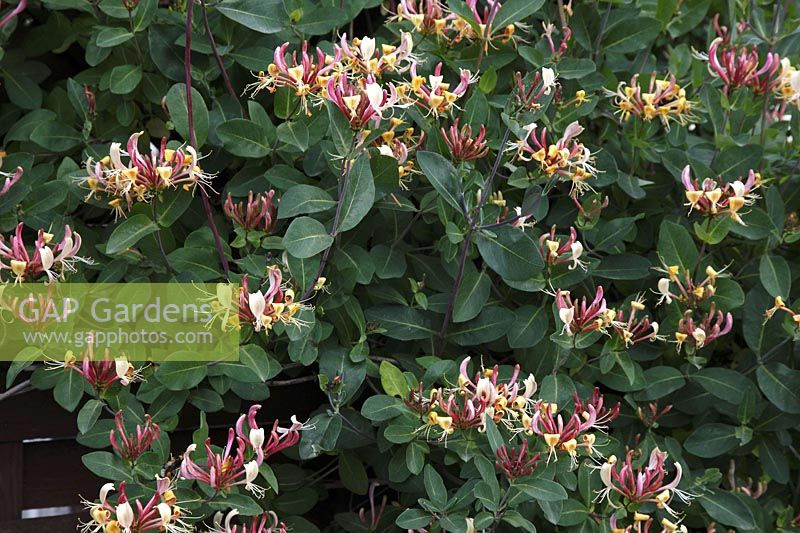 Lonicera heckrottii 'Gold Flame' ( Geißbltt, honeysuckle ), flowering period June to September flowers smell intensely
