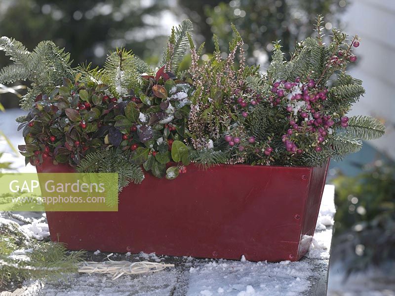 Red balcony box with Gaultheria 'Winter Pearls' ( wintergreen ), Pernettya