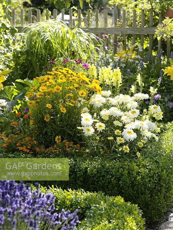 Yellow - white flower bed in the cottage garden