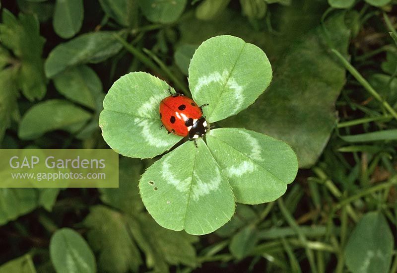 Image of A Japanese clover plant with several flowers and a ladybug on one of the leaves