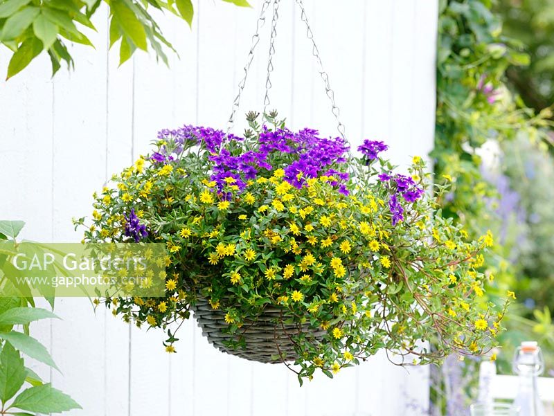Hanging basket planted with Sanvitalia 'Aco Star' and Verbena 'Star Dreams'