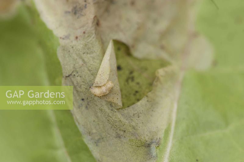 Feeding damage of the leaf miner ( Agromyzidae ) Mangold - leaf ( Beta )