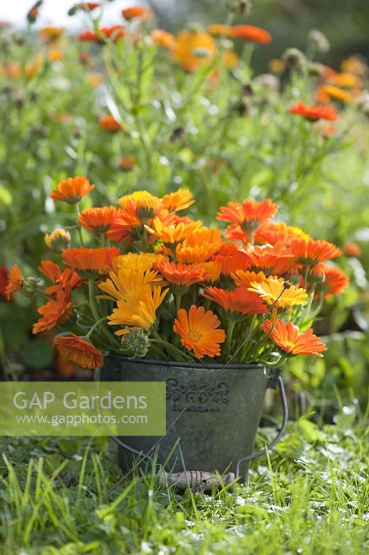 Bouquet of calendula ( marigold ) in metal bucket in the grass