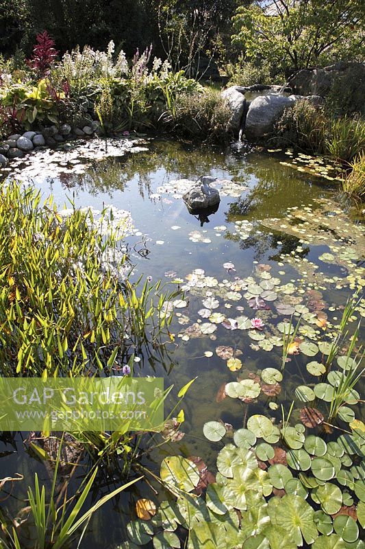 Pond with Pontederia ( Hecht herb ) and Nymphaea ( water lilies ), stream over stone granite steps