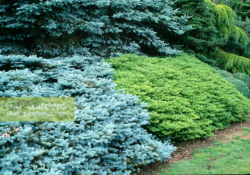 Picea pungens 'Koster' ( Blue Spruce ), Abies koreana 'Green Carpet' ( Crawling Korea fir )