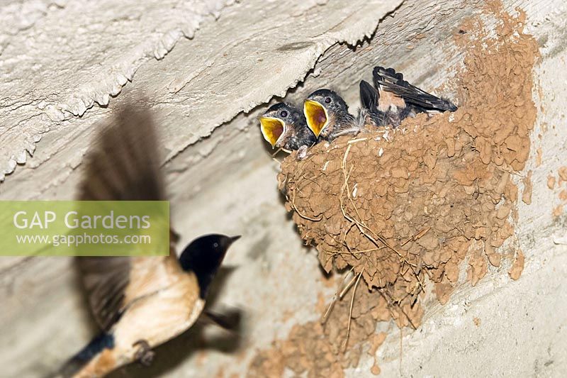 Barn Swallow at the nest, feeding, Hirundo rustica, Greece - Swallow at nest, Hirundo rustica, Greece, Europe