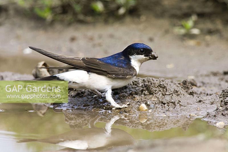 House Martin brings mud for nest building, Delichon urbica - Housemartin collecting clay for nest building, Delichon urbica, Europe