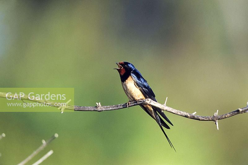 Barn Swallow singing in spring, Hirundo rustica, Europe - Swallow singing in spring, Hirundo rustica, Europe