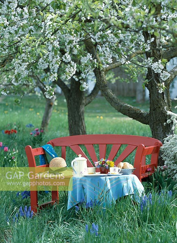 Red Bank and breakfast table under blooming cherry