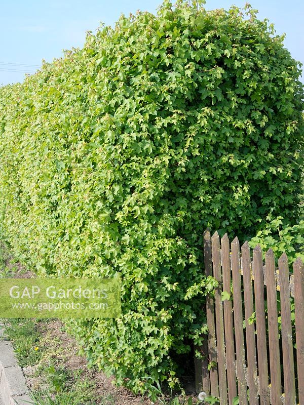 Acer campestre ( maple ) as a trimmed hedge, fence