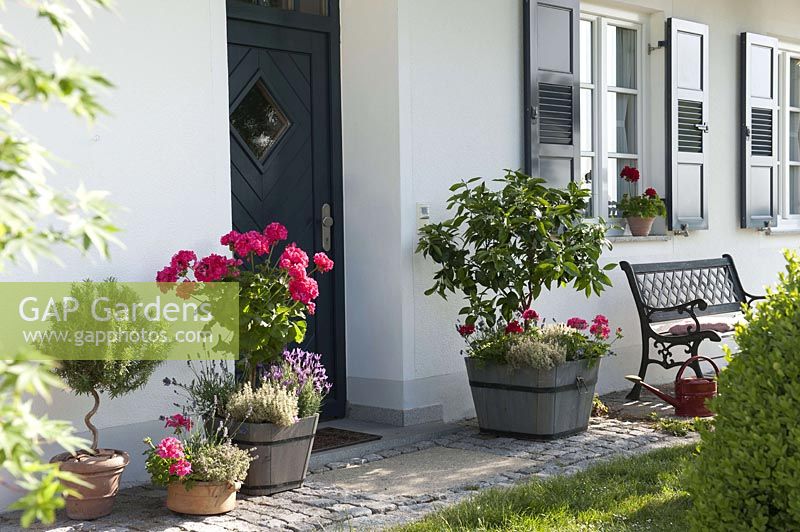 House entrance with Pelargonium Caliente 'Rose' 'Deep Red' ( geraniums ), Citrus