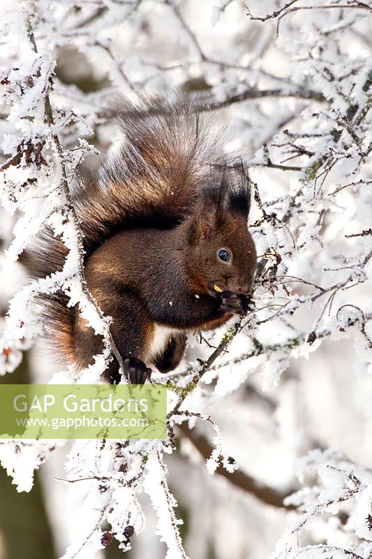 Squirrel in the snow, Sciurus vulgaris, Bavaria, Germany - Red Squirrel in snow, Sciurus vulgaris, Bavaria, Germany