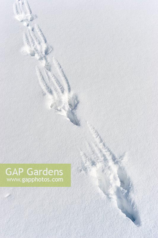 Hare tracks in the snow, Lepus capensis, Bavaria, Germany - track of Brown Hare in snow, Lepus capensis, Bavaria, Germany