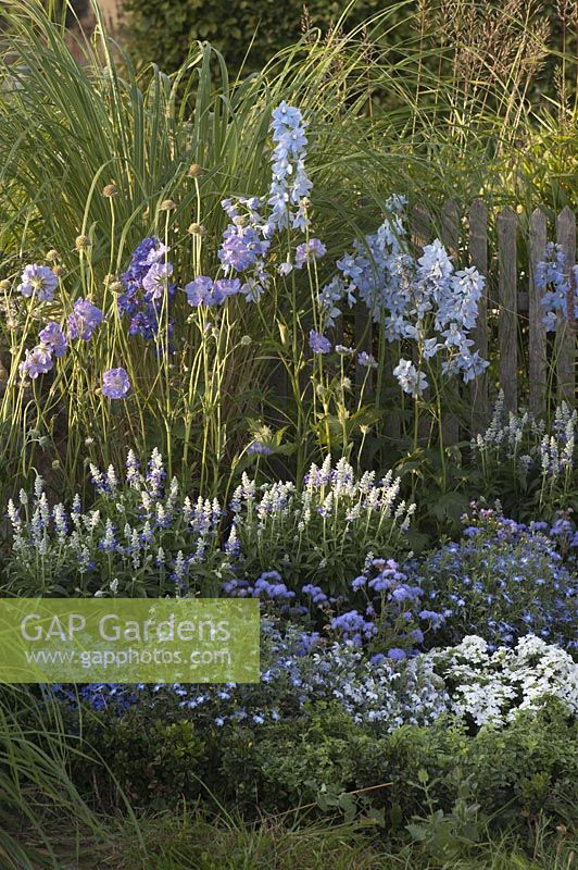 Blue and white flower bed along the fence