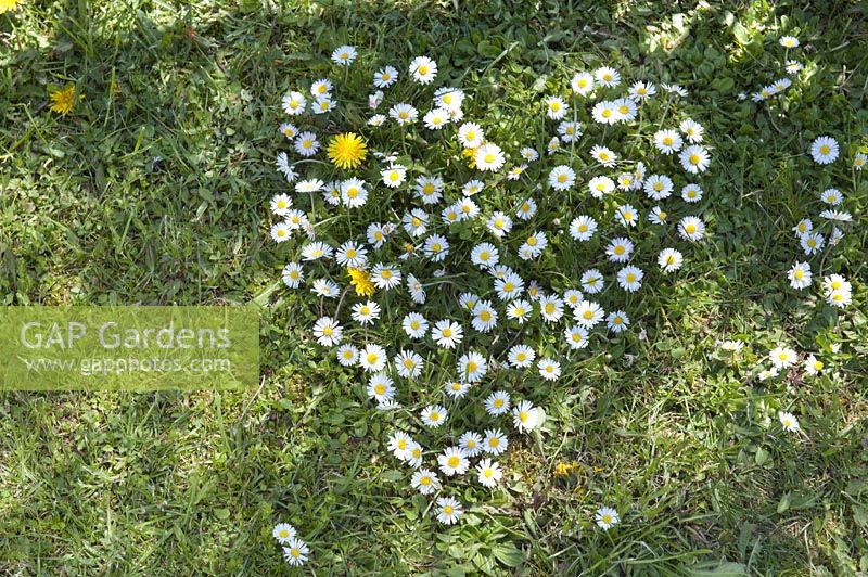 Heart of Bellis ( daisy ) cut into the lawn