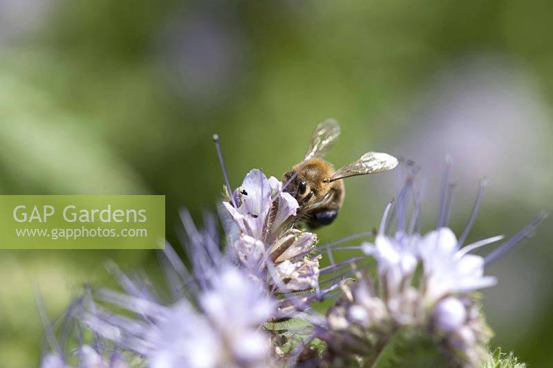 Bee, honey bee ( Apis mellifera ) on Phacelia ( bee pasture )
