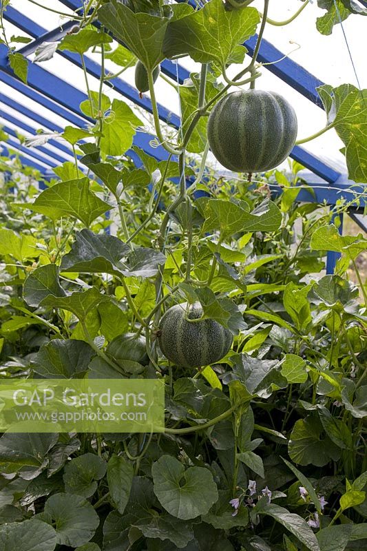Melons 'Petit Gris de Rennes' ( Cucumis melo ) in the greenhouse