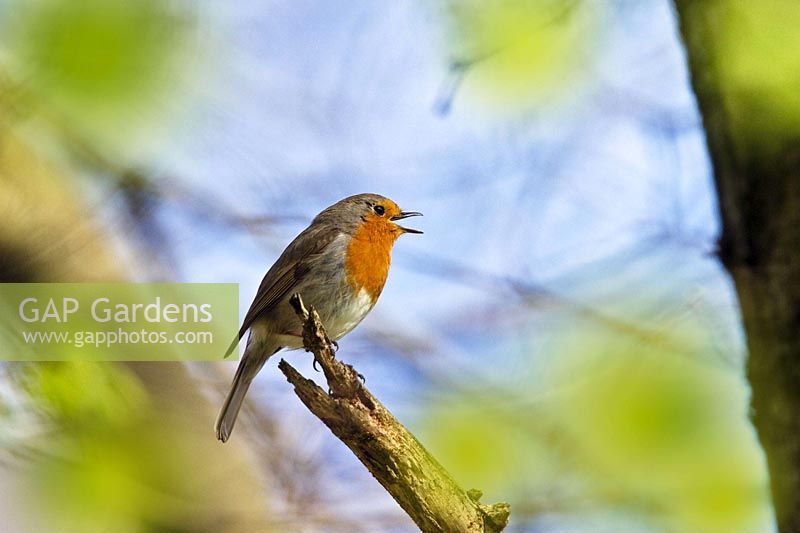 Robin sings, Erithacus rubecula, Bavaria, Germany - Robin singing, Erithacus rubecula, Bavaria, Germany