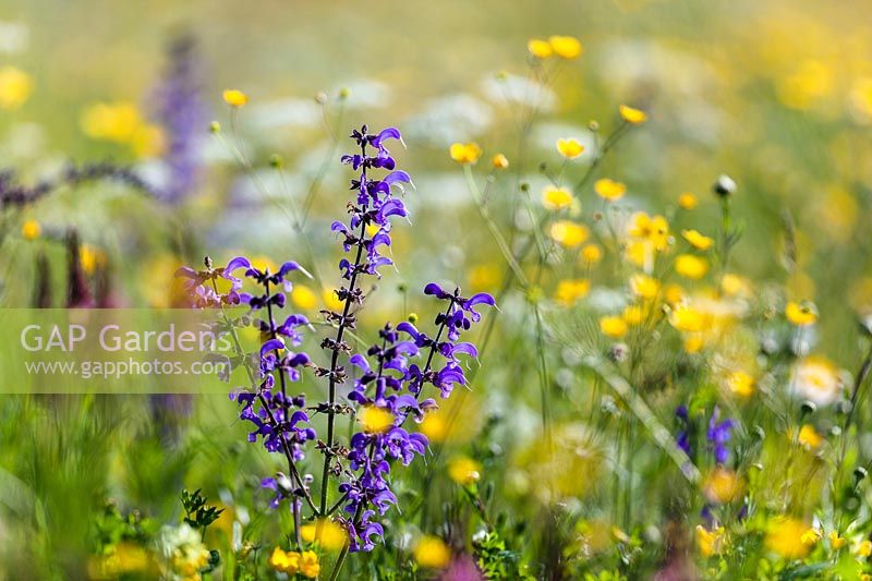 Flower Meadow with sage, Salvia pratensis, and buttercup, Ranunculus acris, Upper Bavaria, Germany - blooming meadow with Salvia pratensis and Ranunculus acris, Upper Bavaria, Germany