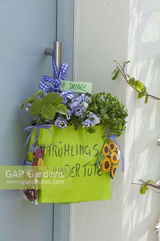 Spring - grab bag with Viola wittrockiana ( Pansy ), parsley