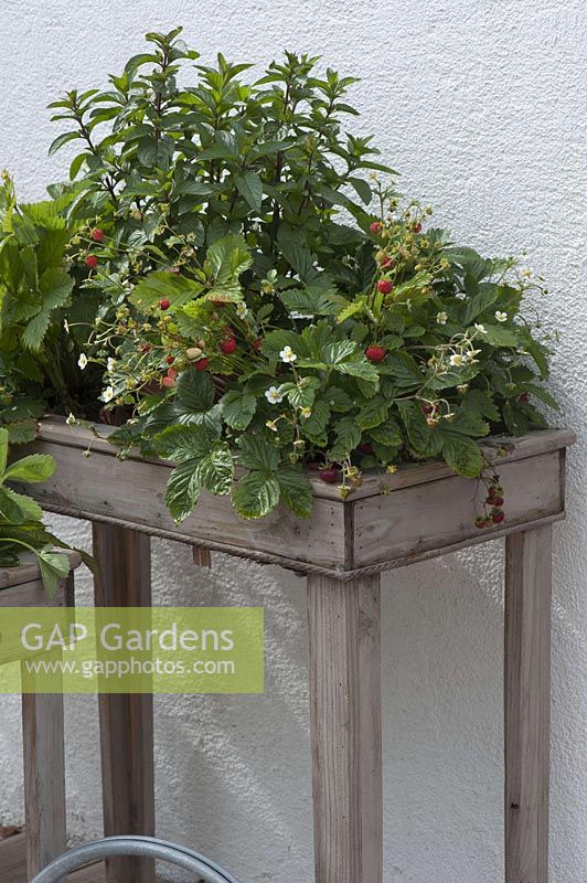 replant Pflanzkaesten at table height with strawberries and herbs