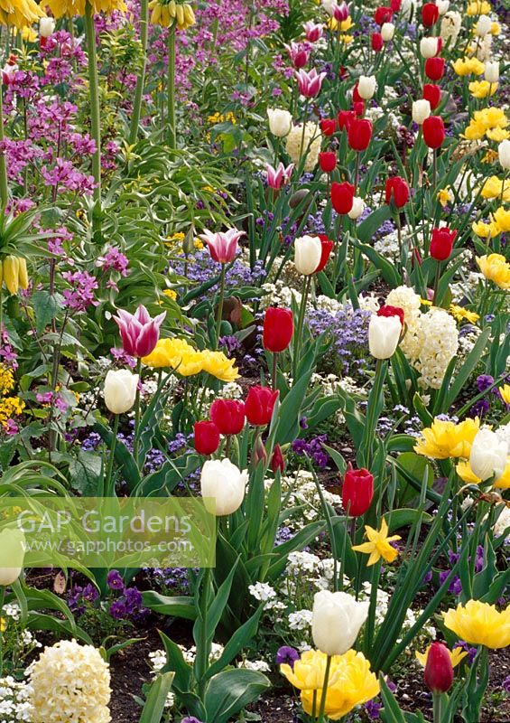 Colorful spring border with Tulipa ( tulips ), hyacinth ( Hyacinth ), Arabis ( sicklepod ), Fritillaria ( Kaiser crown ), Myosotis ( forget-me )