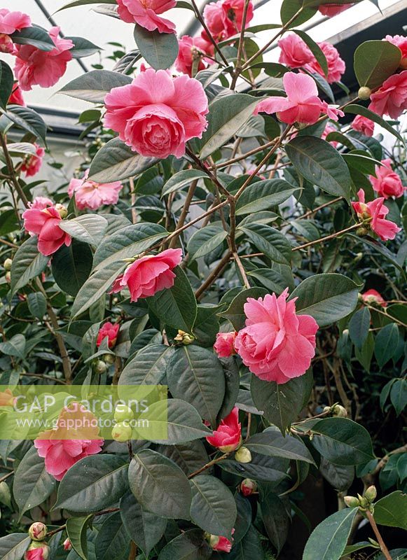 Camellia reticulata hybrids 'VALENTINE'S DAY'