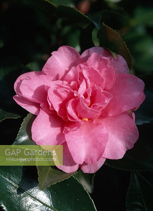 Camellia sasanqua 'Showa-NO
