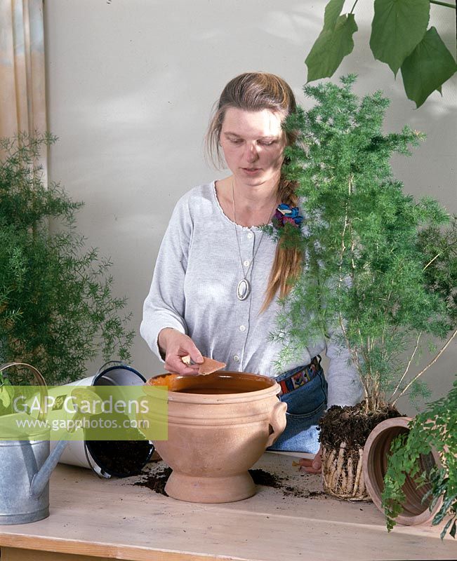 Series repotting - previously with one Tonscherbe the