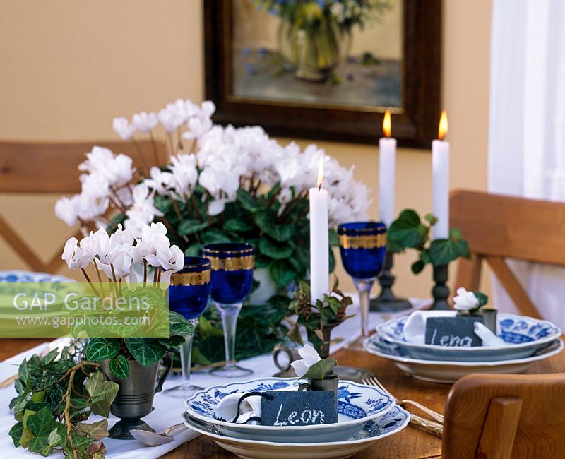 Festive table decoration of Cyclamen persicum - cyclamen,