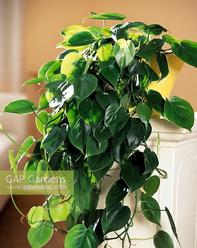 Philodendron scandens - Climbing philodendron