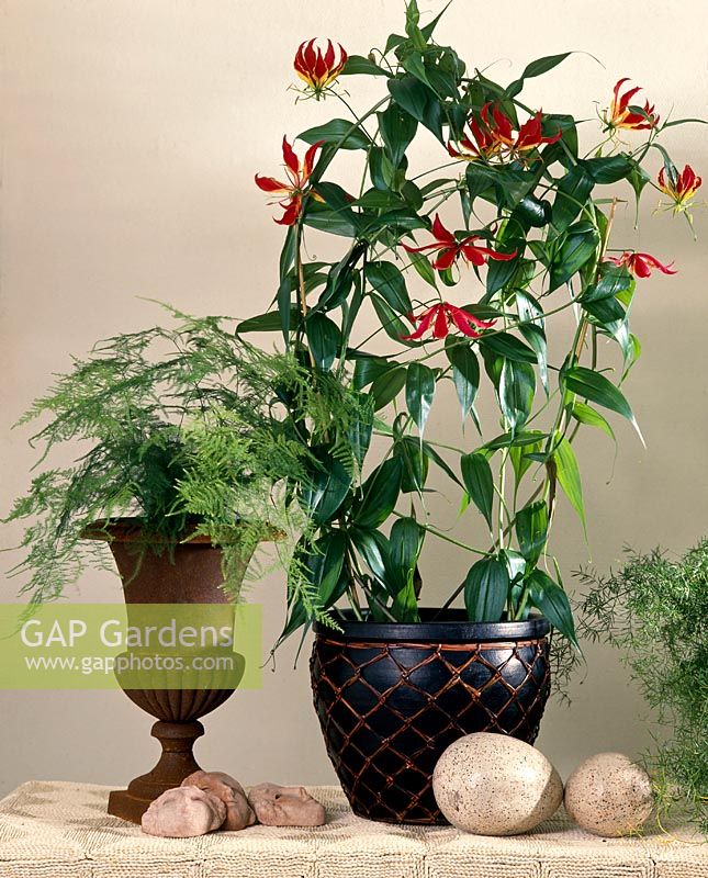 Gloriosa Rothschildiana ( glory flower )