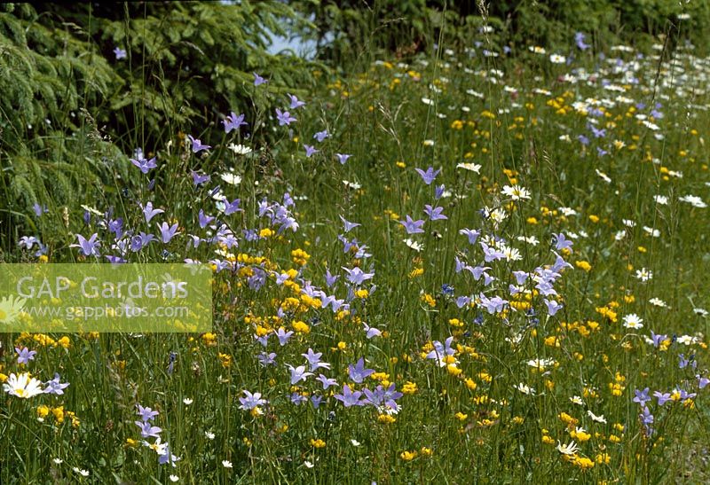 Flower Meadow - Campanula ( bellflowers ), Ranunculus acris ( crowfoot ) and leucanthemum vulgare ( daisies )