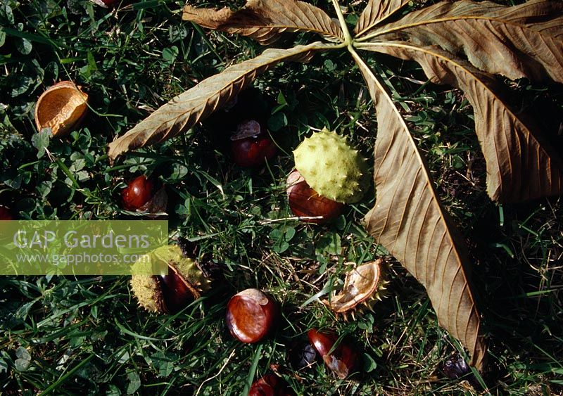 Aesculus hippocastanum ( horse chestnut ), ripe chestnuts fall autumn