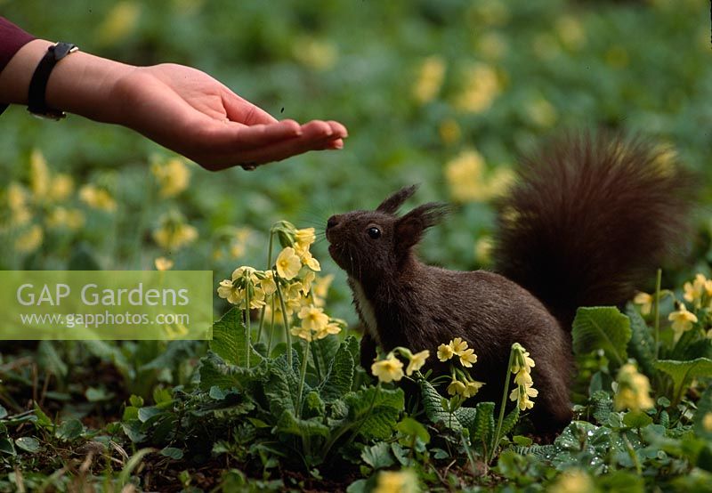 Squirrel ( Sciurus vulgaris ) elatior between Primula ( Primrose ), with hand feed