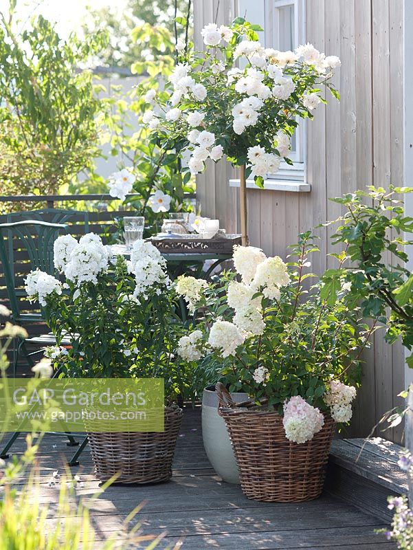 White balcony with Rosa 'bee pastures' ( Miniature Rose ) on trunk