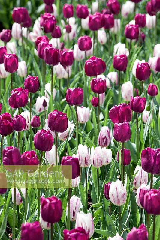 Tulipa Single Early Purple Prince and Tulipa Triumph Rems Favourite
