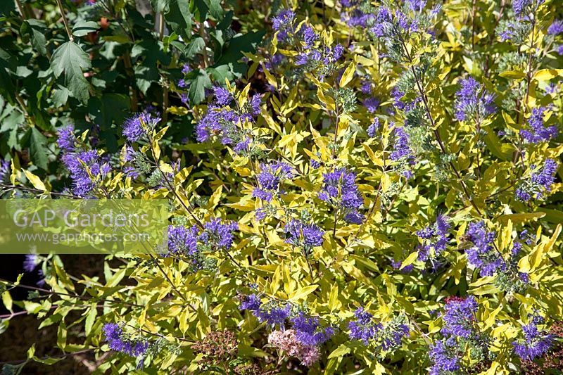 Caryopteris x clandonensis Worcester Gold