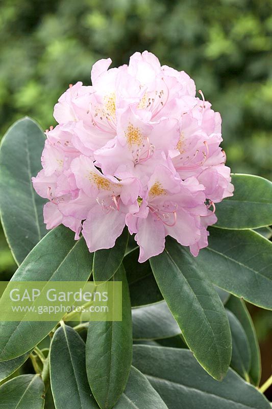 Rhododendron Allah
