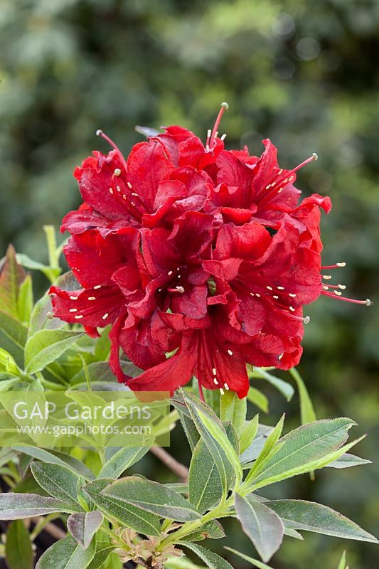 Rhododendron Arneson Ruby