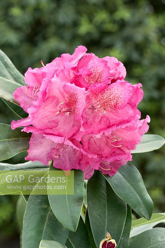 Rhododendron Hachbell BELLEVUE