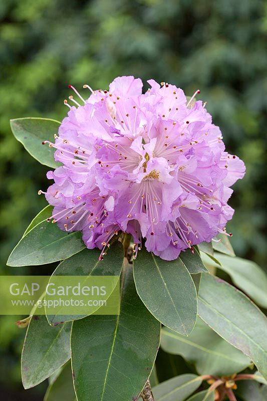 Rhododendron Gisela