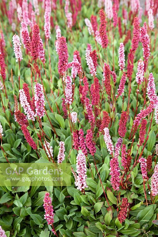 Persicaria Donald Lowndes
