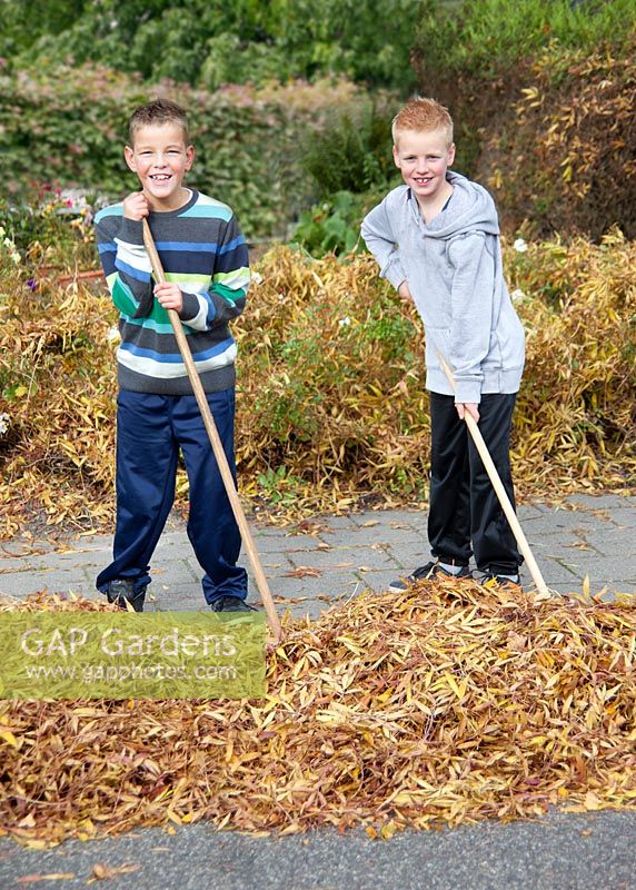 Boys raking fall leaves