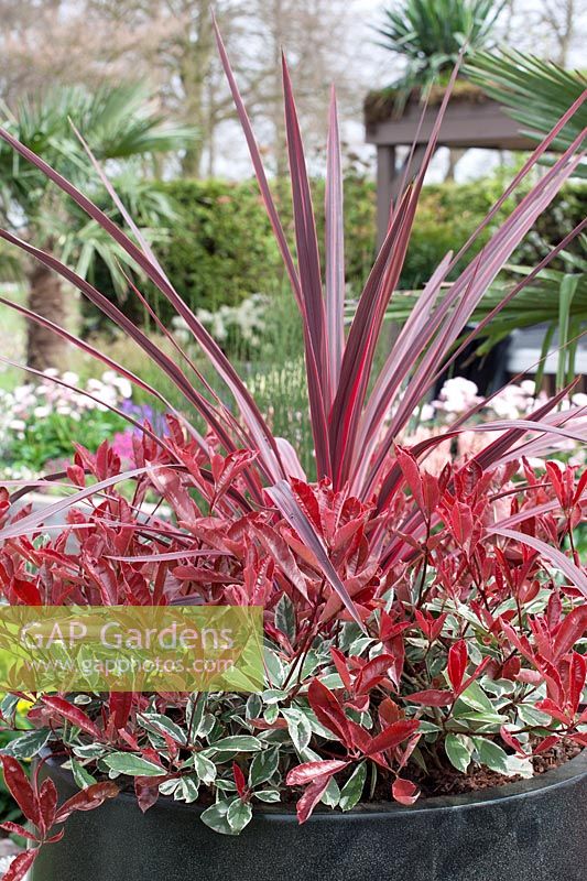Plant container with Alternanthera and Phormium