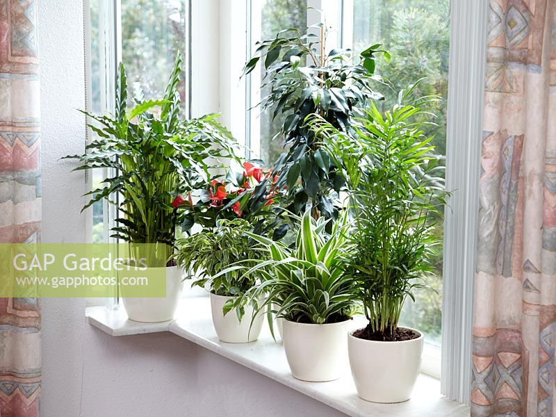 Indoor plants mix on window sill