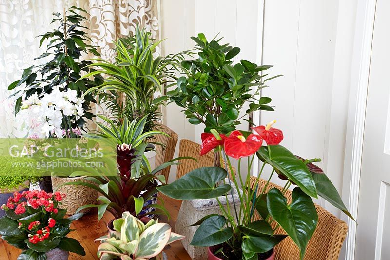 Indoor plant mix