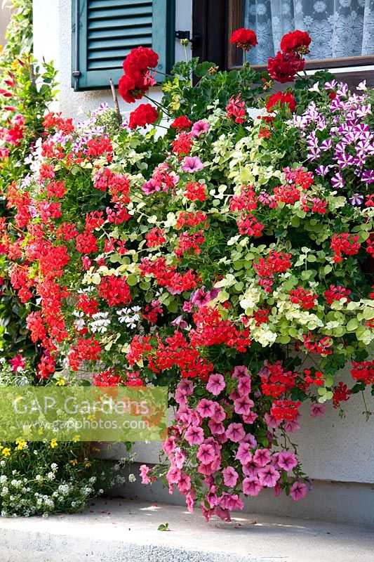 Windowbox with annuals